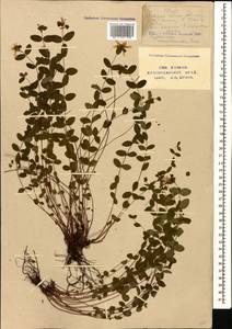 Hypericum nummularioides Trautv., Caucasus, Stavropol Krai, Karachay-Cherkessia & Kabardino-Balkaria (K1b) (Russia)