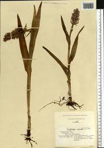 Dactylorhiza incarnata (L.) Soó, Eastern Europe, Central region (E4) (Russia)