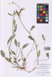 Ranunculus flammula L., Eastern Europe, Moscow region (E4a) (Russia)