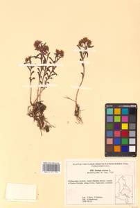 Phedimus aizoon (L.) 't Hart, Siberia, Russian Far East (S6) (Russia)