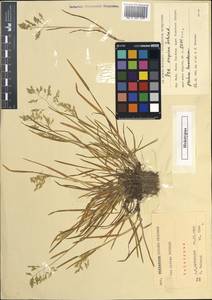 Poa supina Schrad., Middle Asia, Northern & Central Tian Shan (M4) (Kazakhstan)