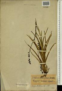 Acrolophia micrantha (Lindl.) Pfitzer, Africa (AFR) (South Africa)
