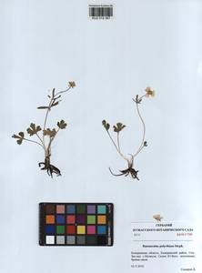 Ranunculus polyrhizos Stephan ex Willd., Siberia, Altai & Sayany Mountains (S2) (Russia)