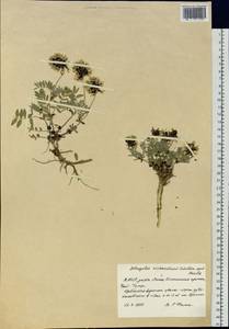 Astragalus tolmaczevii B.A. Yurtsev, Siberia, Yakutia (S5) (Russia)