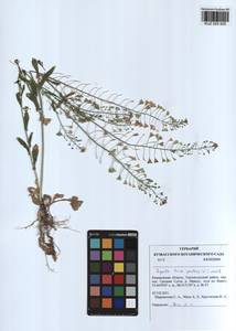 Capsella bursa-pastoris (L.) Medik., Siberia, Altai & Sayany Mountains (S2) (Russia)