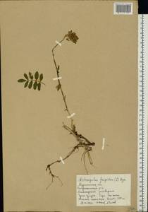 Astragalus frigidus (L.) A.Gray, Eastern Europe, Northern region (E1) (Russia)