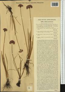 Allium lusitanicum Lam., Western Europe (EUR) (Austria)