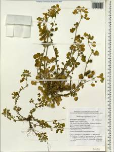 Medicago rigidula (L.)All., South Asia, South Asia (Asia outside ex-Soviet states and Mongolia) (ASIA) (Israel)