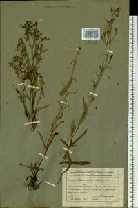 Campanula sibirica L., Siberia, Altai & Sayany Mountains (S2) (Russia)