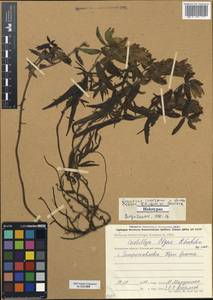 Castilleja olgae A.P. Khokhryakov, Siberia, Chukotka & Kamchatka (S7) (Russia)