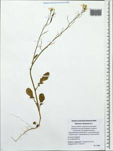 Raphanus raphanistrum L., Eastern Europe, North-Western region (E2) (Russia)