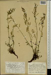 Corydalis adunca Maxim., Mongolia (MONG) (Mongolia)