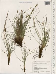 Carex, South Asia, South Asia (Asia outside ex-Soviet states and Mongolia) (ASIA) (Turkey)