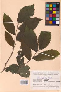 Ulmus glabra Huds., Eastern Europe, Western region (E3) (Russia)