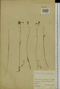 Ixeris chinensis subsp. versicolor (Fisch. ex Link) Kitam., South Asia, South Asia (Asia outside ex-Soviet states and Mongolia) (ASIA) (China)