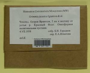Grimmia jacutica Ignatova, Bedn.-Ochyra, Afonina & J. Muñoz, Bryophytes, Bryophytes - Chukotka & Kamchatka (B21) (Russia)