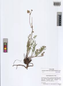 Hippomarathrum ledebourii (G. Don), Siberia, Altai & Sayany Mountains (S2) (Russia)