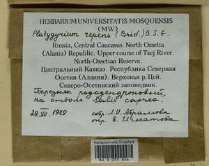 Platygyrium repens (Brid.) Schimp., Bryophytes, Bryophytes - North Caucasus & Ciscaucasia (B12) (Russia)