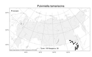 Pulviniella tamariscina (P. Beauv.) Li Bing Zhang & X. M. Zhou, Atlas of the Russian Flora (FLORUS) (Russia)