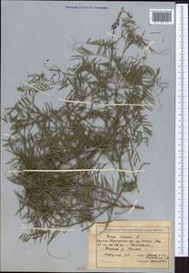 Vicia cracca L., Middle Asia, Western Tian Shan & Karatau (M3) (Kyrgyzstan)