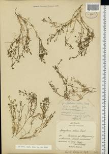 Spergularia marina (L.) Besser, Eastern Europe, Lower Volga region (E9) (Russia)