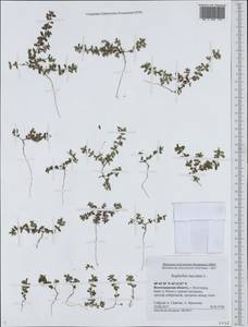 Euphorbia maculata L., Eastern Europe, Lower Volga region (E9) (Russia)