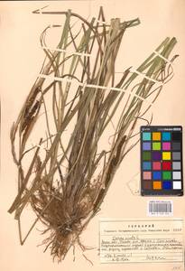 Carex acuta L., Eastern Europe, Moscow region (E4a) (Russia)