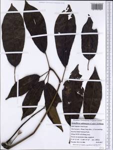 Heptapleurum subintegrum (Craib) G. M. Plunkett & Lowry, South Asia, South Asia (Asia outside ex-Soviet states and Mongolia) (ASIA) (Vietnam)