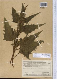 Oxybasis micrantha (Trautv.) Sukhor. & Uotila, Middle Asia, Muyunkumy, Balkhash & Betpak-Dala (M9) (Kazakhstan)