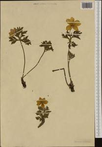 Pulsatilla alpina subsp. apiifolia (Scop.) Nyman, Western Europe (EUR) (Not classified)