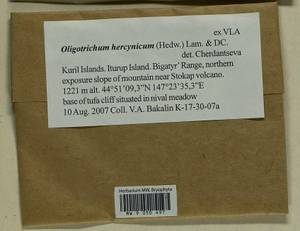 Oligotrichum hercynicum (Hedw.) DC., Bryophytes, Bryophytes - Russian Far East (excl. Chukotka & Kamchatka) (B20) (Russia)