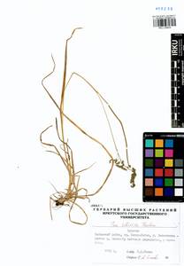 Poa sibirica Roshev., Siberia, Baikal & Transbaikal region (S4) (Russia)