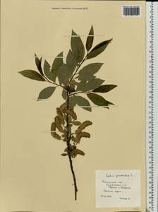 Salix pentandra L., Eastern Europe, Central region (E4) (Russia)