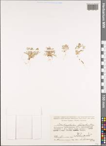 Ceratocephala falcata (L.) Cramer, Caucasus, Dagestan (K2) (Russia)