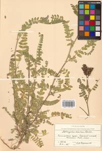 Astragalus marinus Boriss., Siberia, Russian Far East (S6) (Russia)