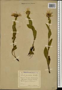 Pentanema orientale (Lam.) D. Gut. Larr., Santos-Vicente, Anderb., E. Rico & M. M. Mart. Ort., Caucasus, North Ossetia, Ingushetia & Chechnya (K1c) (Russia)