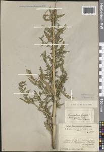 Oxybasis glauca (L.) S. Fuentes, Uotila & Borsch, Middle Asia, Northern & Central Kazakhstan (M10) (Kazakhstan)