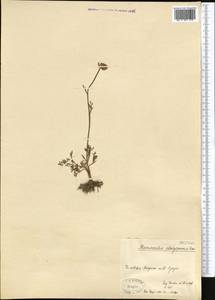 Ranunculus platyspermus Fisch. ex DC., Middle Asia, Dzungarian Alatau & Tarbagatai (M5) (Kazakhstan)