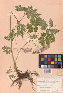 Chaerophyllum hirsutum L., Eastern Europe, West Ukrainian region (E13) (Ukraine)