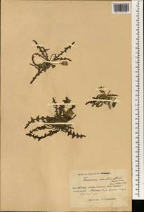 Taraxacum monochlamydeum Hand.-Mazz., South Asia, South Asia (Asia outside ex-Soviet states and Mongolia) (ASIA) (China)