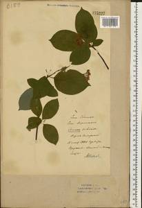 Cornus alba L., Eastern Europe, Eastern region (E10) (Russia)