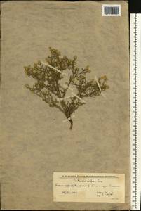 Centaurea diffusa Lam., Eastern Europe, Lower Volga region (E9) (Russia)