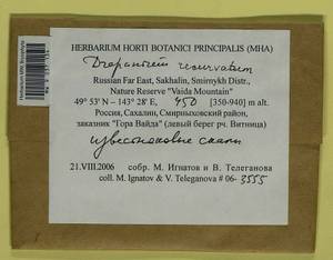 Drepanium fastigiatum (Brid.) Lange & C.E.O. Jensen, Bryophytes, Bryophytes - Russian Far East (excl. Chukotka & Kamchatka) (B20) (Russia)
