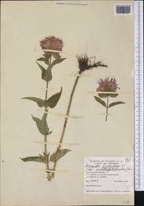 Monarda fistulosa L., America (AMER) (United States)