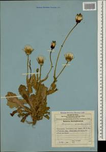 Urospermum picroides (L.) Scop. ex F.W.Schmidt, Caucasus, Azerbaijan (K6) (Azerbaijan)