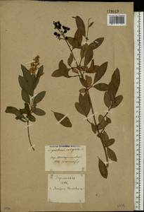 Ligustrum vulgare L., Eastern Europe, North Ukrainian region (E11) (Ukraine)