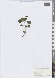 Lamiaceae, Caucasus, Georgia (K4) (Georgia)