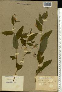Impatiens noli-tangere L., Eastern Europe, North Ukrainian region (E11) (Ukraine)