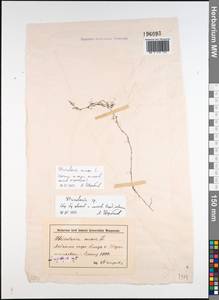 Utricularia minor L., Eastern Europe, Lower Volga region (E9) (Russia)