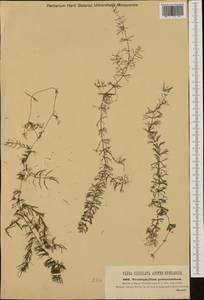 Ceratophyllum platyacanthum, Western Europe (EUR) (Hungary)